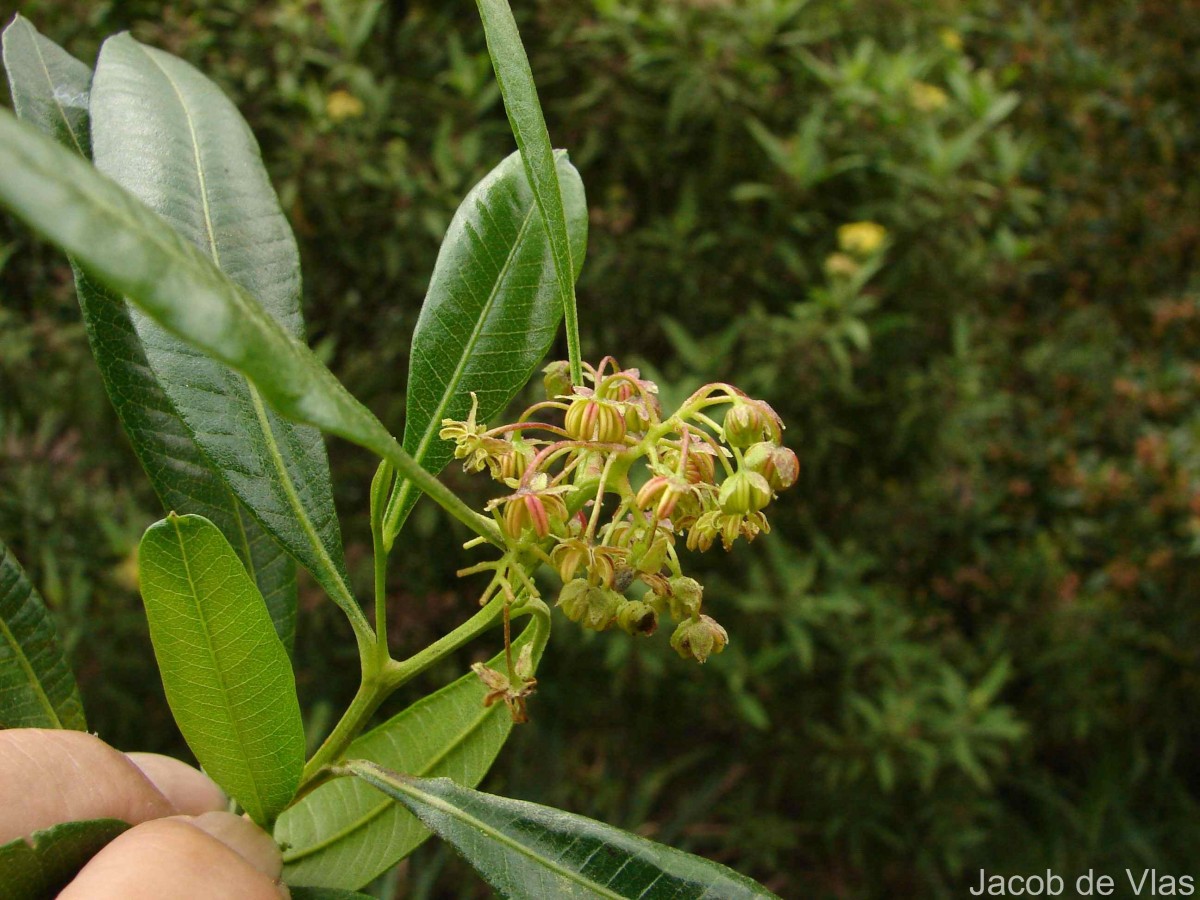 Dodonaea viscosa Jacq.